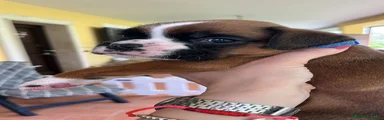 Boxer Cucciolo 1
