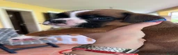 Boxer cani in vendita: 5 maschi fulvi - Annuncio 1