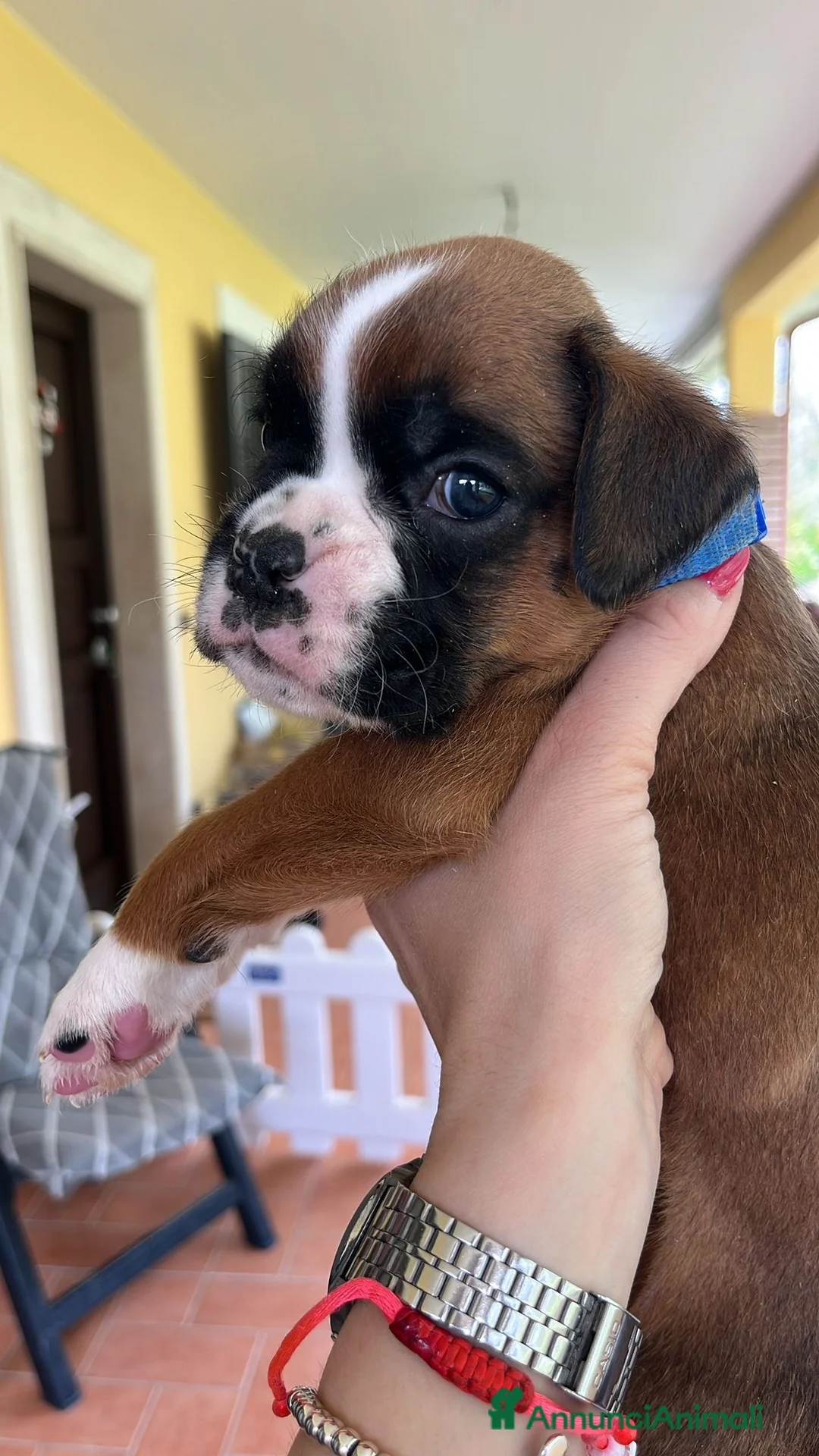 Boxer cani in vendita: 5 maschi fulvi - Annuncio 1