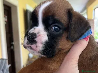 Boxer cani 5 maschi fulvi - Annuncio 2