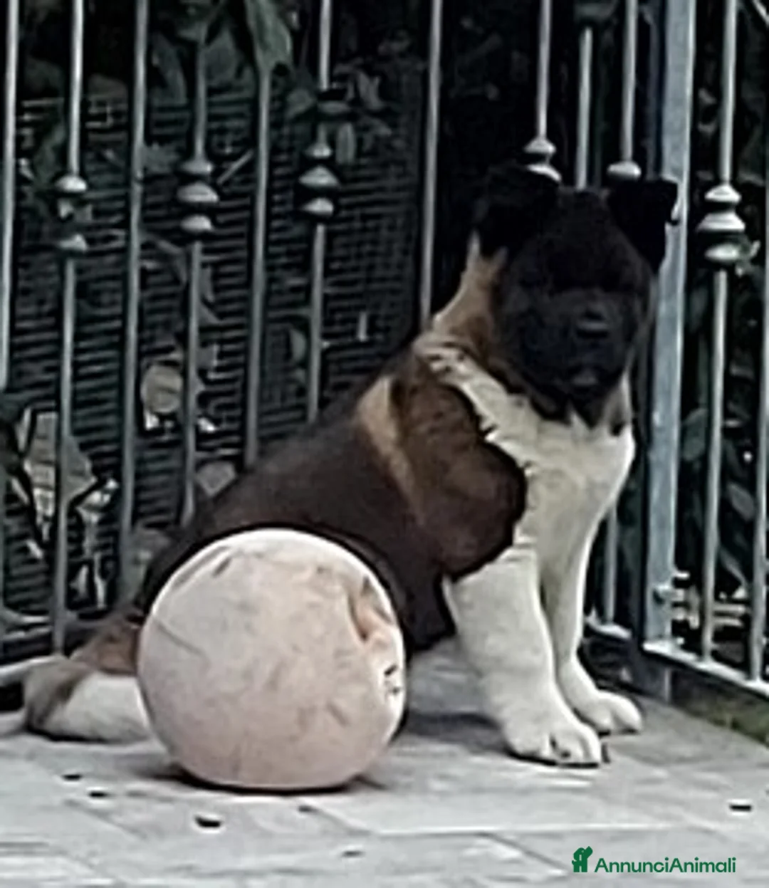 Akita Americano cani in vendita: CUCCIOLI DI AKITA AMERICANO IN VENDITA - Annuncio 6