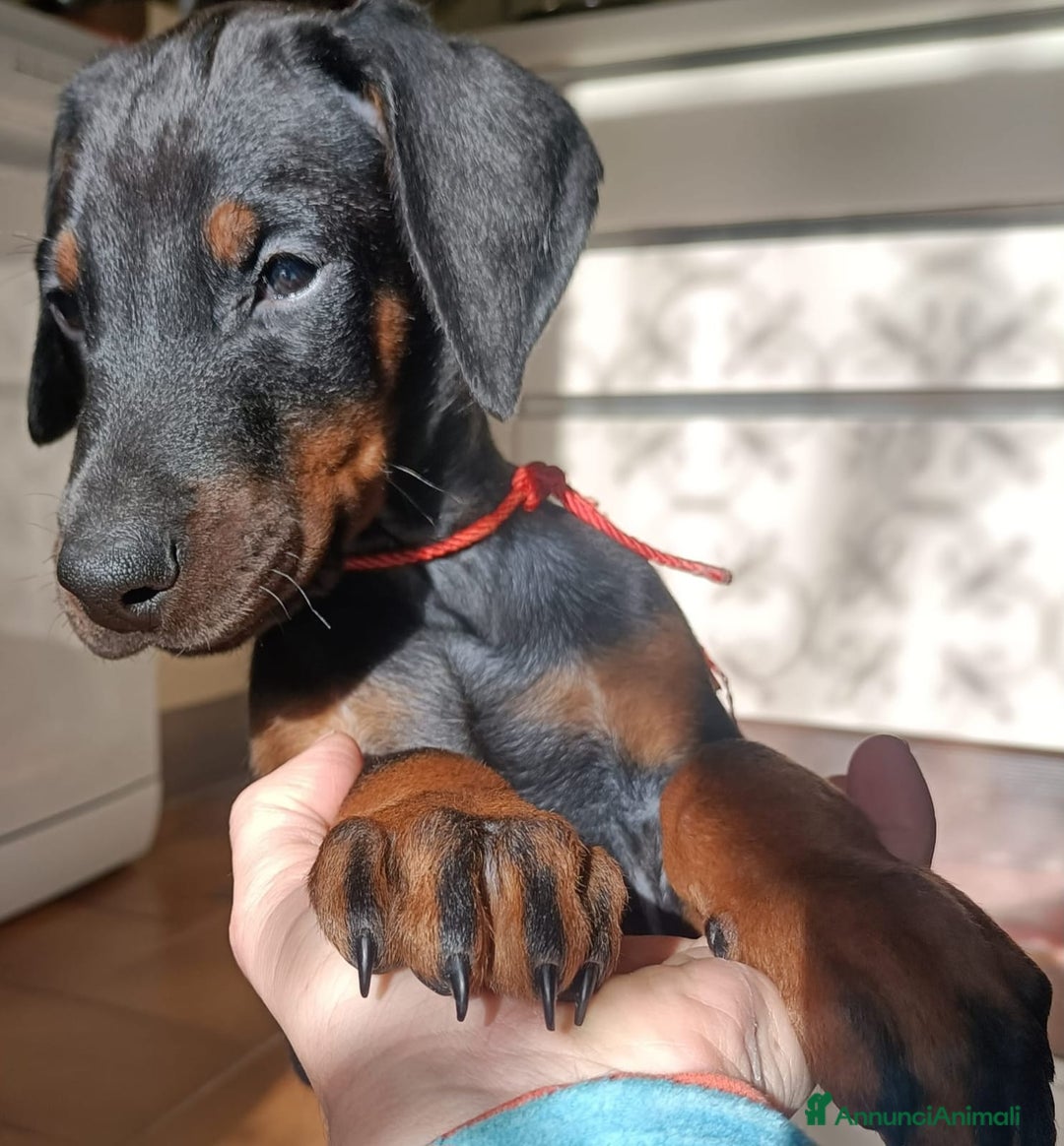 Dobermann cani in vendita: Cuccioli dobermann cercano casa 💞 - Annuncio 3