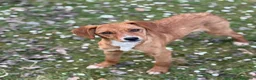 Meticcio cani in regalo: NATALIE, cucciola DOLCISSIMA! Tg medio piccola - Annuncio 4
