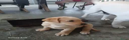 Labrador cani in vendita: Vendesi cuccioli Labrador  a Città metropolitana di Roma Capitale - Annuncio 3