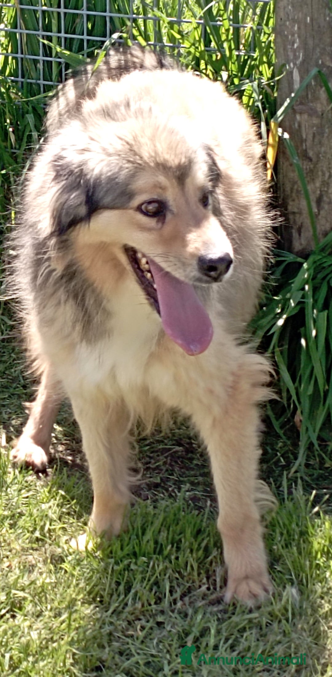 Meticcio cani in regalo: Zigo simil pastore scozzese in adozione a Provincia di Latina - Annuncio 2