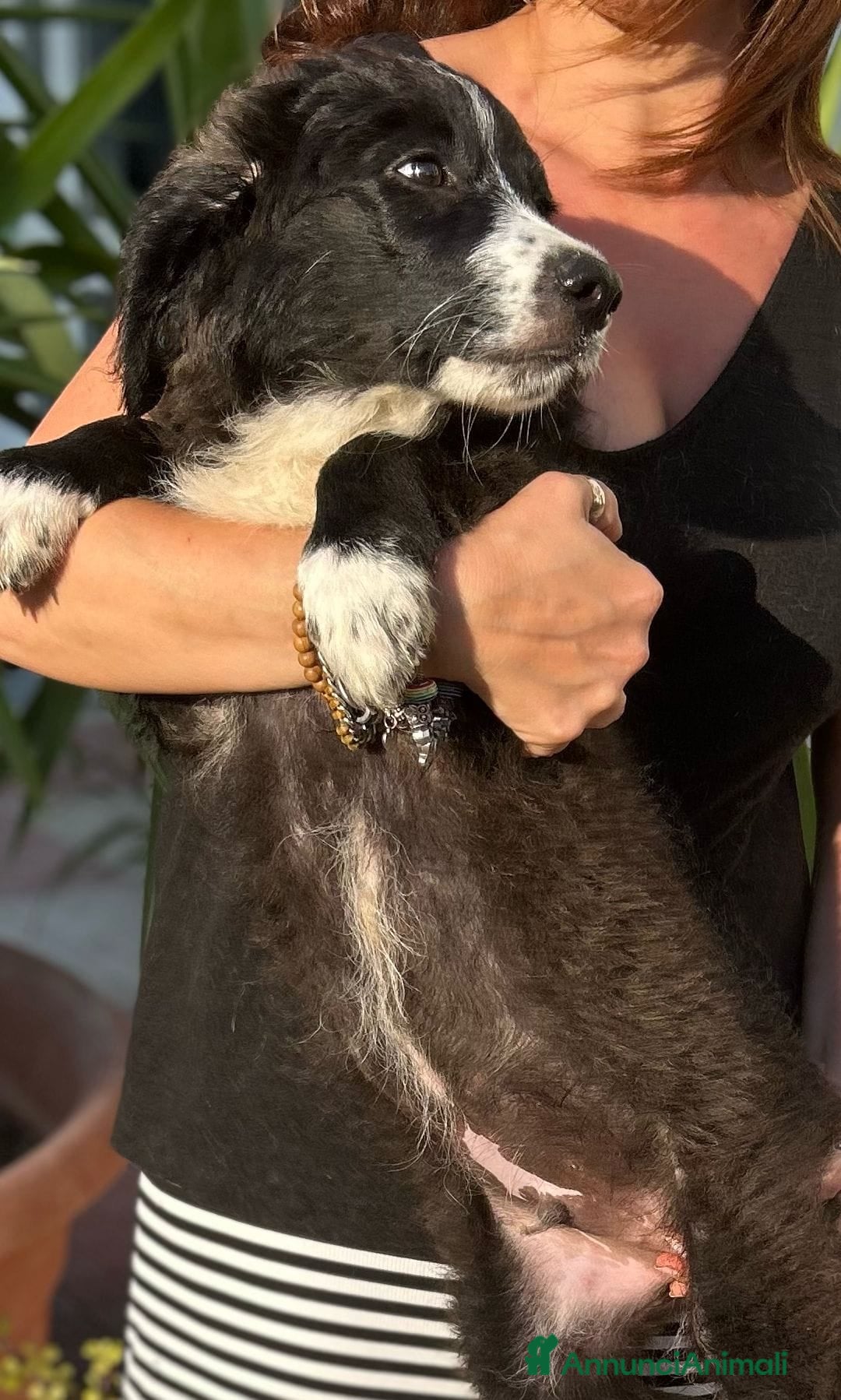 Meticcio cani in regalo: Stefano, Nicola & Giacomo, 3 mesi a Provincia di Bergamo - Immagine 14