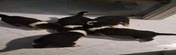 Collie cani in vendita: Cuccioli purissimi pastore scozzese selezionati  - Annuncio 3