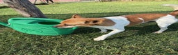 Jack Russell cani in regalo: Tic simpaticissimo derivato jack russell - Annuncio 10