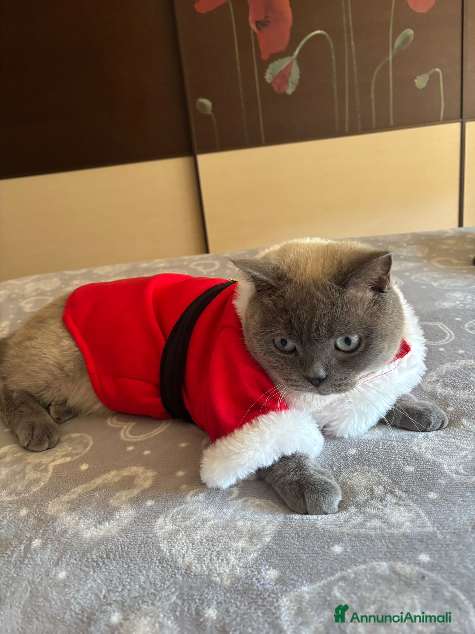 Scottish gatti Maschio per monta  - Annuncio 1