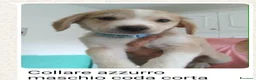 Meticcio cani in regalo: 7 cuccioli bellissimi e dolcissimi  - Annuncio 4