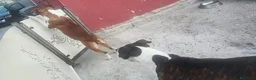 American Staffordshire cani in vendita: American Staffordshire terrier a Provincia di Benevento - Annuncio 18