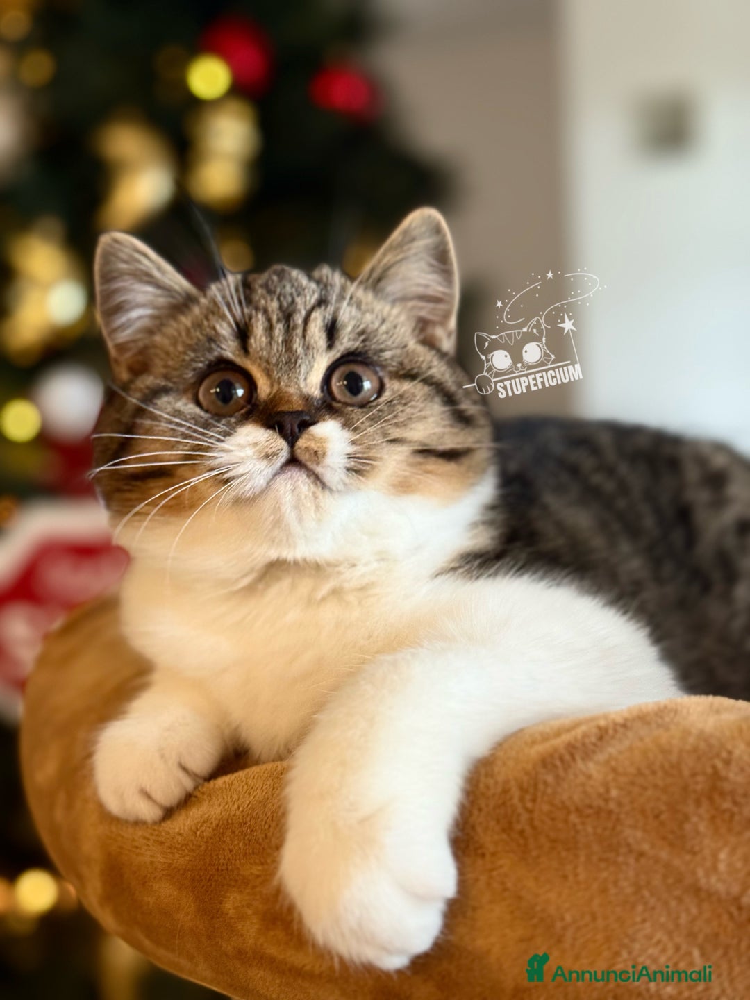 Scottish gatti in vendita: Stupeficium Amos - Scottish Straight - Annuncio 3