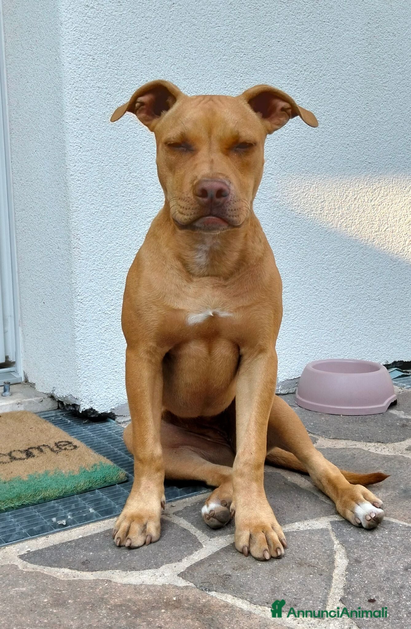 Pitbull cani Femmina American Pit Bull Terrier  - Annuncio 2
