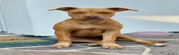 Pitbull cani in vendita: Femmina American Pit Bull Terrier  a Provincia autonoma di Trento - Annuncio 2