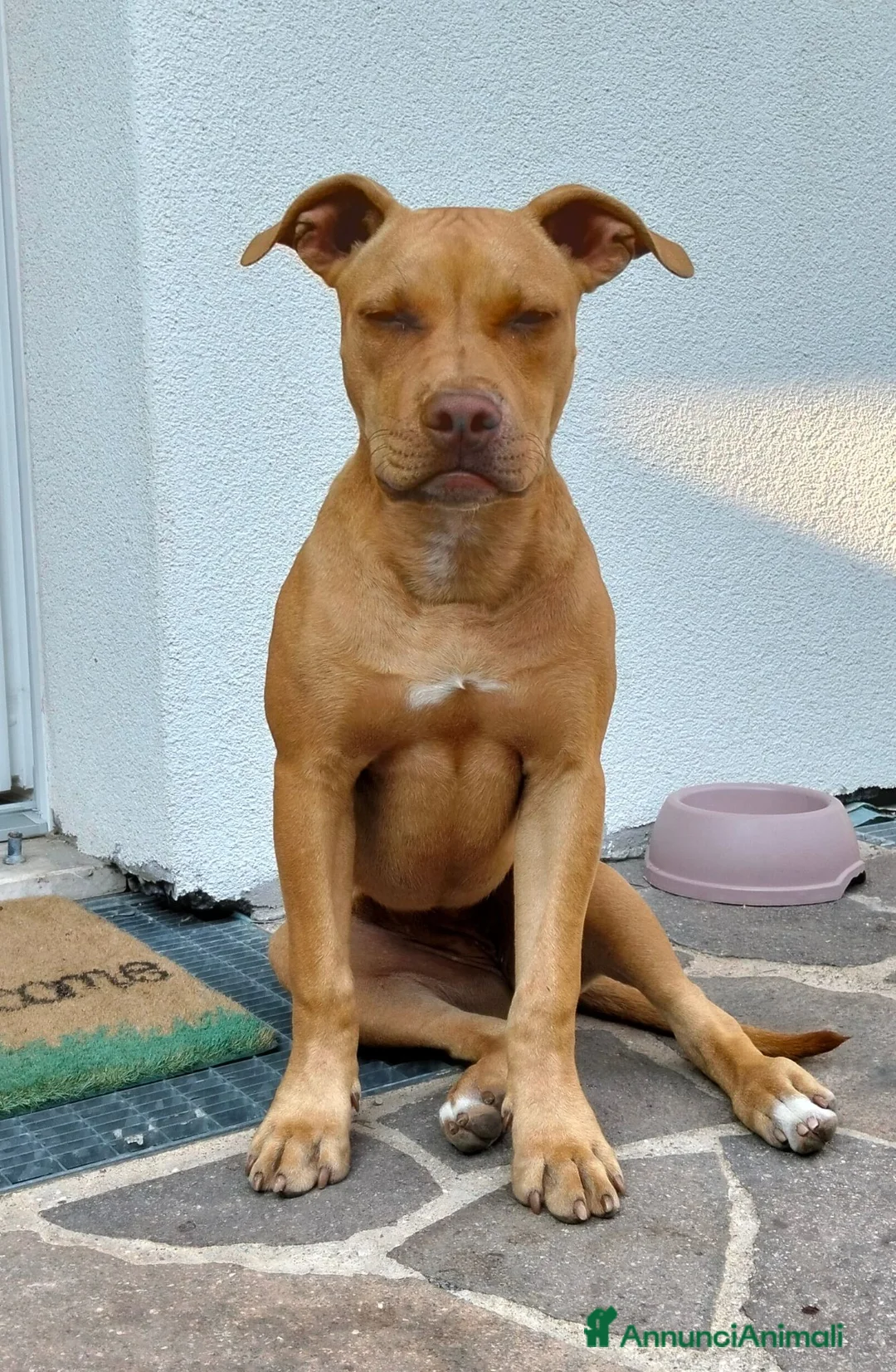 Pitbull cani in vendita: Femmina American Pit Bull Terrier  a Provincia autonoma di Trento - Annuncio 2