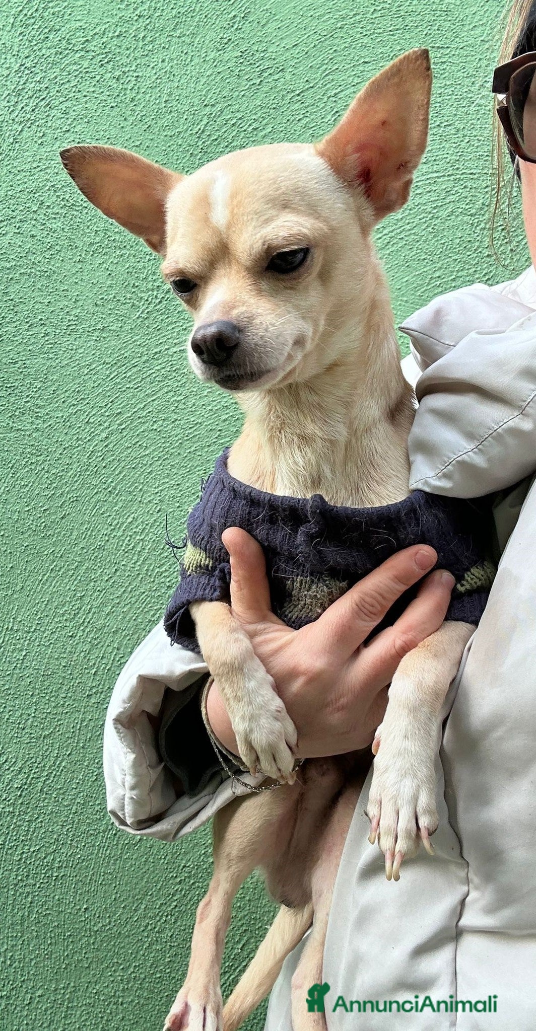 Chihuahua cani CHIHUAHUA mix - Annuncio 2