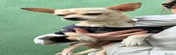 Chihuahua cani in regalo: CHIHUAHUA mix - Annuncio 2