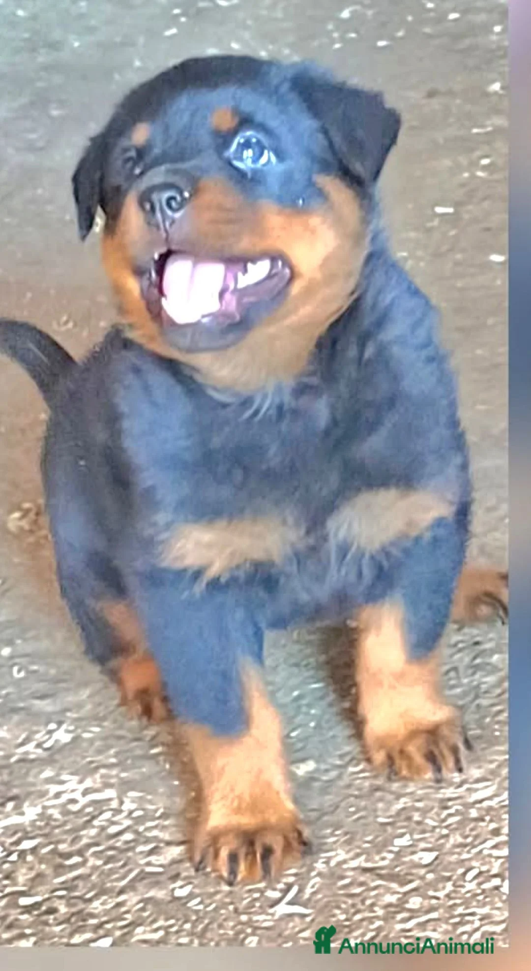 Rottweiler cani in vendita: Disponibili cuccioli Rottweiler  - Annuncio 2