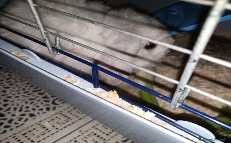 Altre razze gatti - Annuncio 5