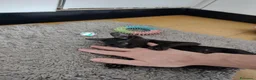 Meticcio gatti in regalo: Ciao a tutti da Sofì.! Splendida gattina di 2 mesi - Annuncio 6