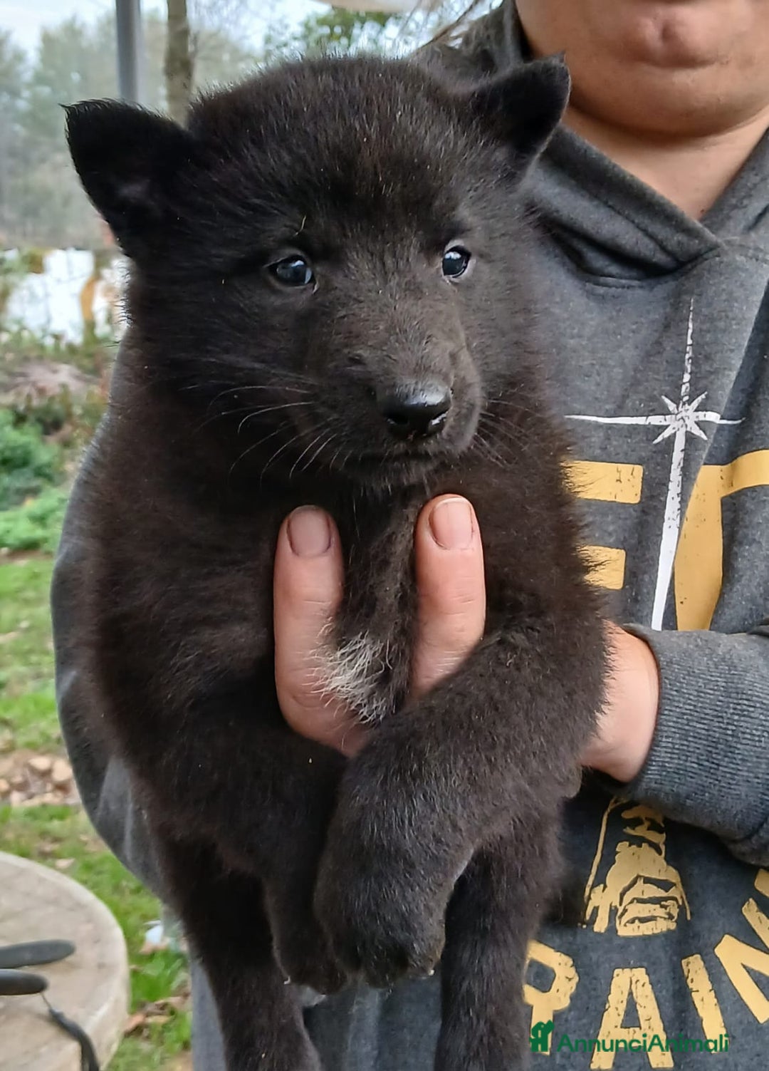 Pastore Belga cani in vendita: Cucccioli di pastore belga groenendeal - Annuncio 1