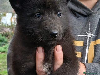 Pastore Belga cani Cucccioli di pastore belga groenendeal - Annuncio 1