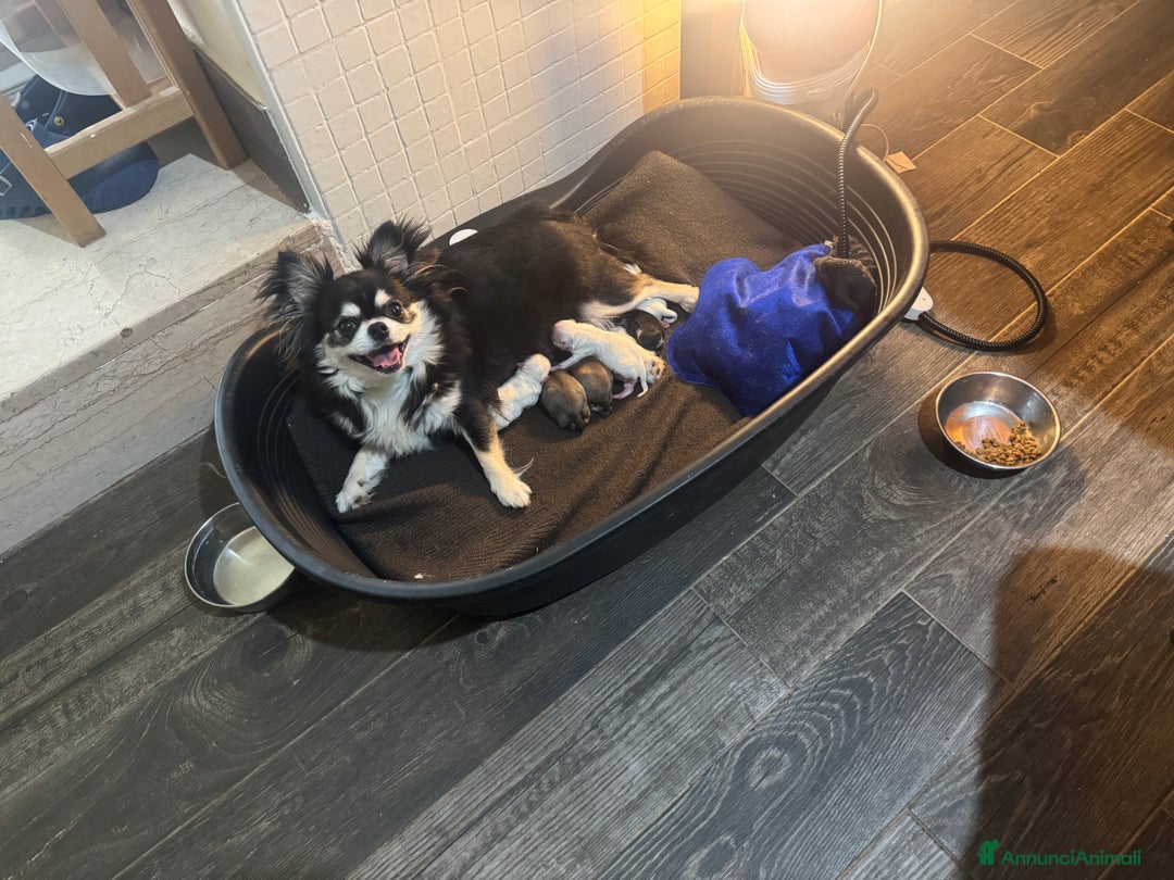 Chihuahua cani in vendita: Ultimo cucciolo chihuahua maschio pelo lungo a Provincia di Foggia - Immagine 4