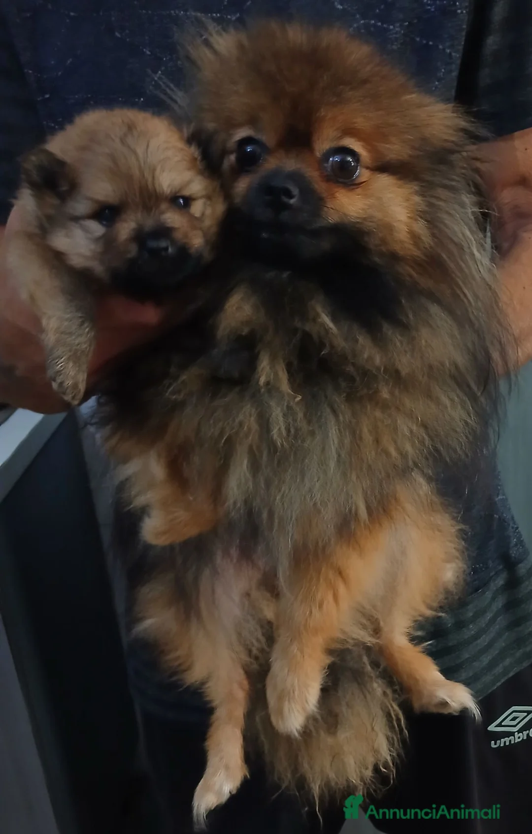Spitz cani in vendita: Spitz volpino pomerania - Annuncio 2