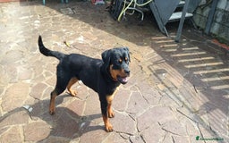 Rottweiler cani in vendita: Cucciolone 1°scelta a Province of Pistoia - Immagine 2