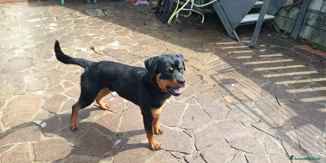Rottweiler cani in vendita: Cucciolone 1°scelta a Province of Pistoia - Immagine 2