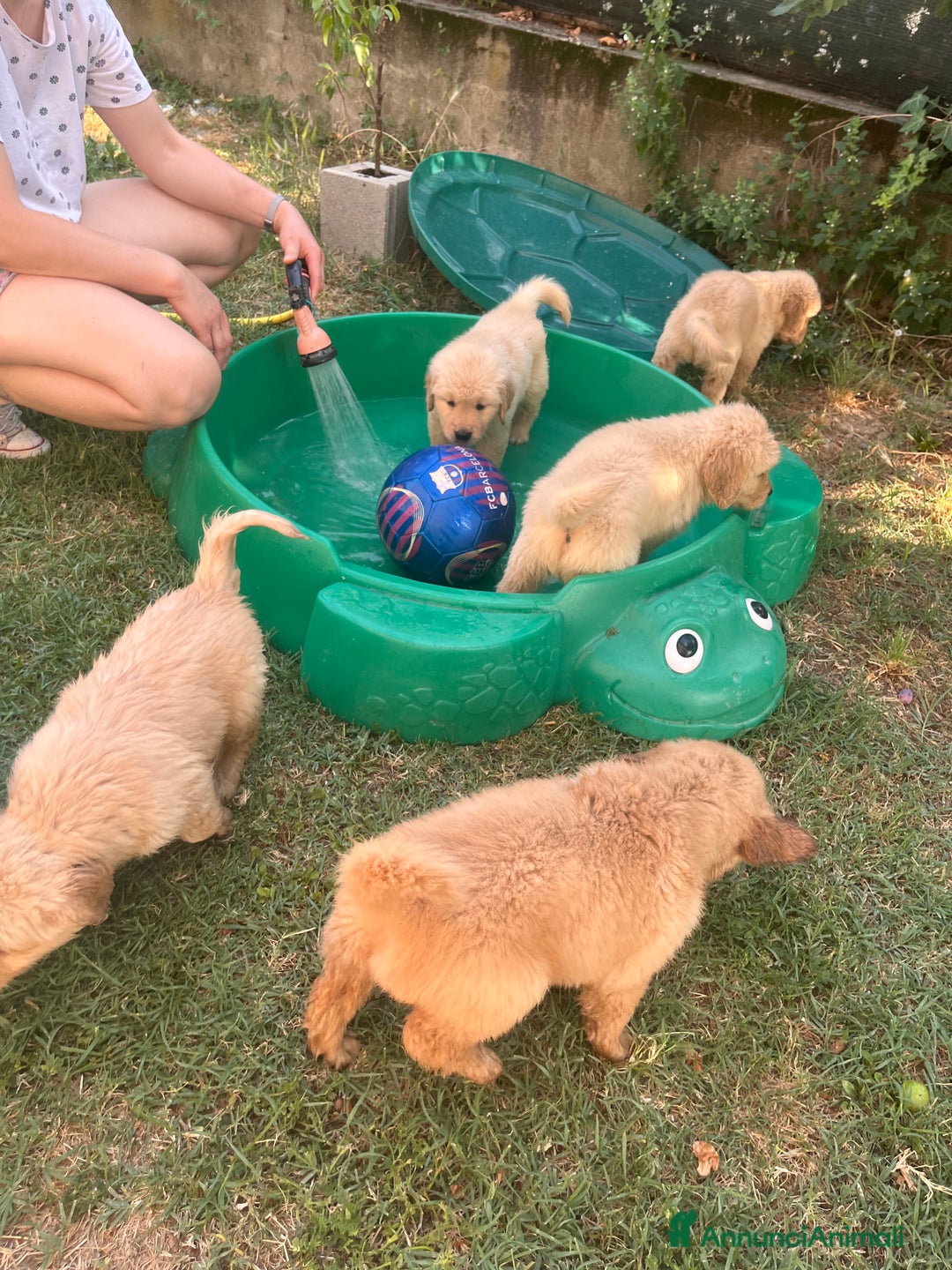 Golden Retriever cani in vendita: Cuccioli Golden Retriever Americani 🇺🇸 a Città Metropolitana di Bologna - Immagine 10