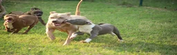 Pitbull cani in vendita: Cuccioli Pit Bull con pedigree anche a rate - Annuncio 35