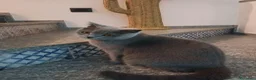 British gatti in vendita: VENDO BRITISH SHORTHAIR a Città Metropolitana di Torino - Annuncio 1