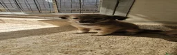 Meticcio cani in regalo: Mughetto, Ciclamino e Tiglio: maschietti 3 mesi - Annuncio 12