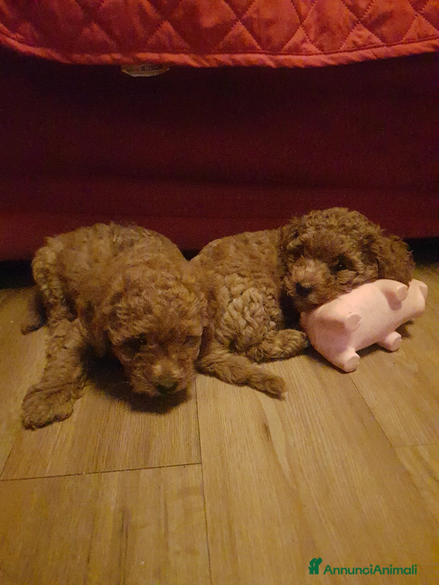 Meticcio cani Barboncini cercano casa  - Annuncio 3