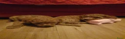 Meticcio cani in vendita: Barboncini cercano casa  - Annuncio 1