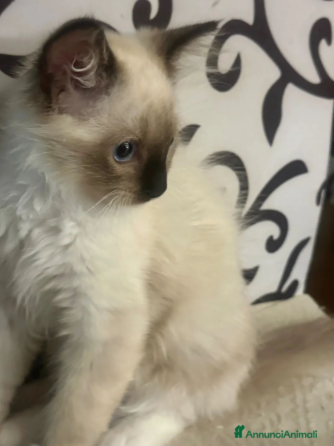 Ragdoll gatti in vendita: Bellissimo cucciolo di ragdoll - Annuncio 2