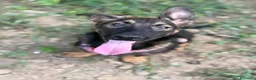 Meticcio cani in regalo: ENZO, lupacchiotto ZAMPACORTA simpaticissimo! - Annuncio 10