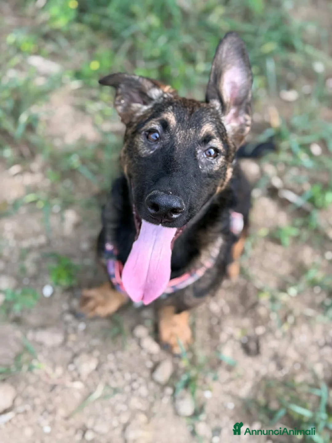 Meticcio cani in regalo: ENZO, lupacchiotto ZAMPACORTA simpaticissimo! - Annuncio 10