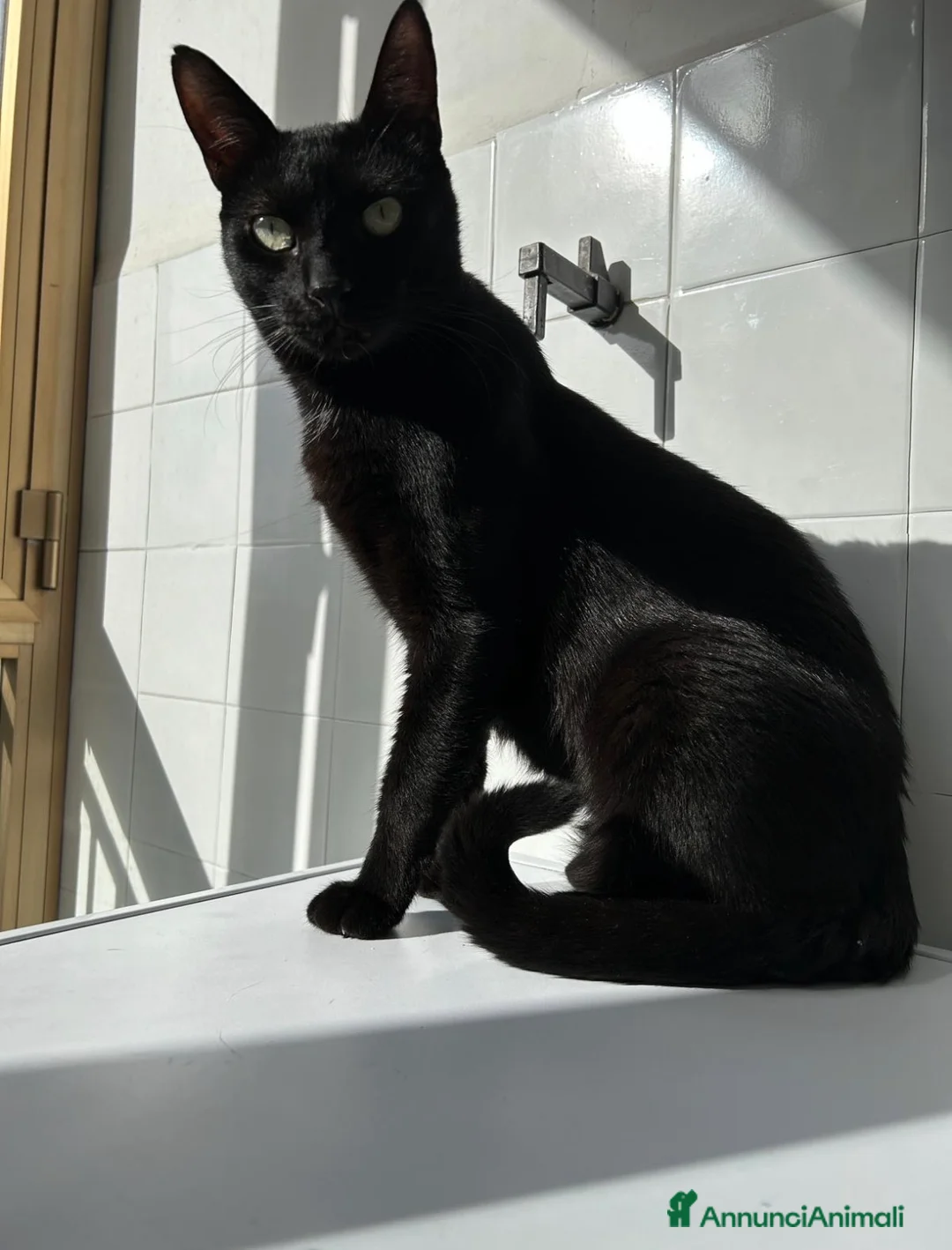 Altre razze gatti in regalo: Arturo e Milu cercano casa  - Annuncio 2