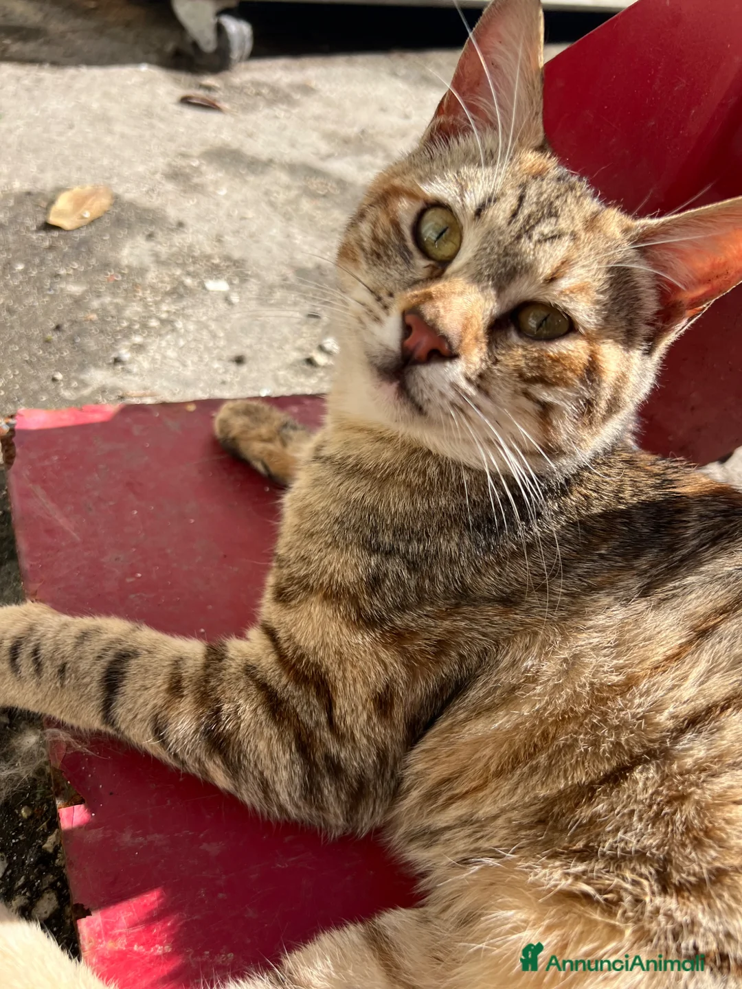 Europeo gatti in regalo: MORGANA E SCHEGGIA CERCANO ADOZIONE (POZZUOLI NA) a Città Metropolitana di Napoli - Annuncio 6