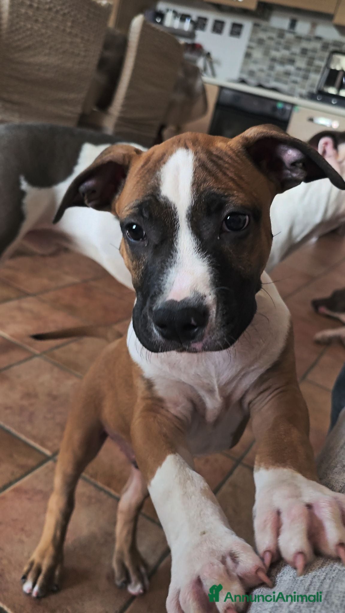 American Staffordshire cani Cucciolo Amstaff  - Annuncio 14
