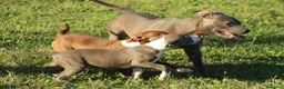 Pitbull cani in vendita: Cuccioli Pit Bull con pedigree anche a rate - Annuncio 21