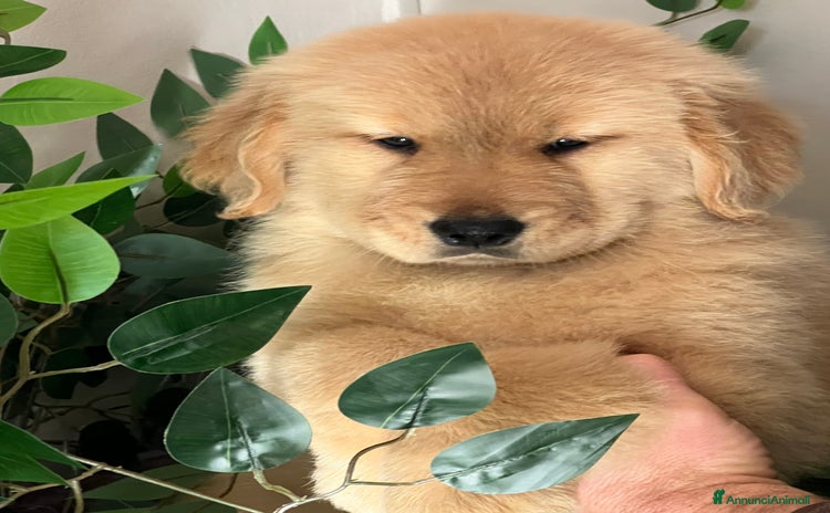 Golden Retriever cani Cucciola Golden Retriever Linea Americana  - Annuncio 3