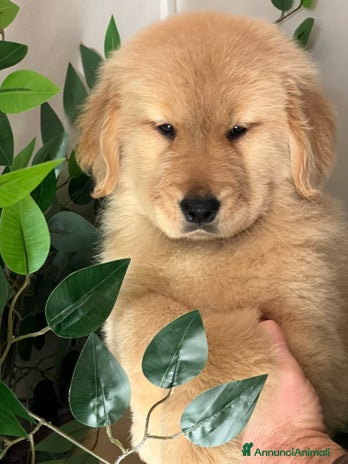Golden Retriever cani Cucciola Golden Retriever Linea Americana - Annuncio 3