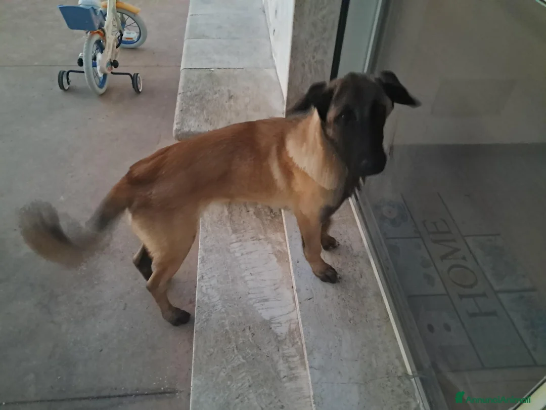 Pastore dell’Anatolia cani in regalo:  Cucciolo Kangal  - Annuncio 2
