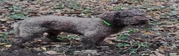 Lagotto cani in vendita: Lagotto Romagnolo - Annuncio 2