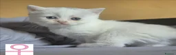 British gatti in vendita: Gattini British - Annuncio 2