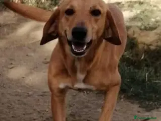 Meticcio cani LUCIANO tanto bravo bel timidino - Annuncio 35