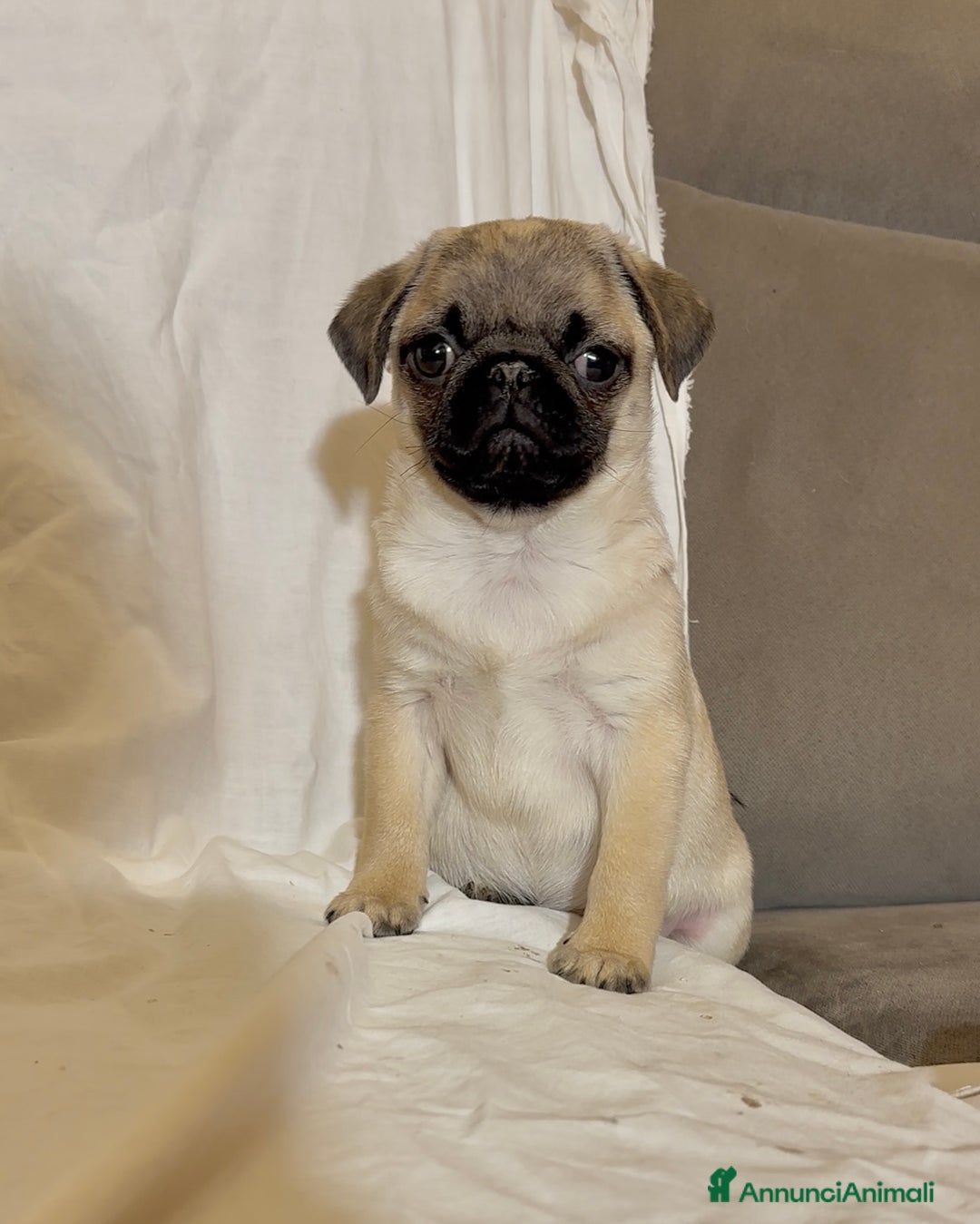 Carlino cani in vendita: Carlino- cucciolo Allevamento ENCI-FCI - Annuncio 1